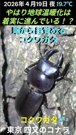 冬眠から目覚めるコクワガタ #樹液ウォッチング #ヒラタクワガタ #コクワガタ #昆虫ウォッチング #クヌギ #コナラ