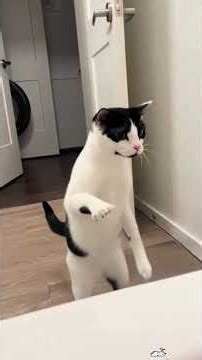 😂These silly Cats and Dogs answer the only way they know how.