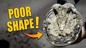 This hoof was in poor shape... wait until you see the fix!