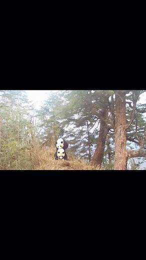 Songpan,Sichuan:First time capturing footage of wild giant pandas mating#fyp #foryou #tiktok #panda #tik_tok