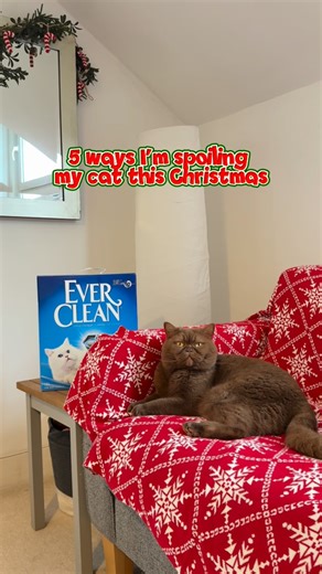 Coco 🐾 and Alice 👩🏼 on Instagram: "AD | There are plenty of ways to spoil your cat this Christmas, but ensuring they’ve got a clean and fresh litter box should come top of the list! 🎁 With Ever Clean litter you’ll always have a happy kitty and a fresh smelling home 💙 #britishshorthair #evercleanuk @evercleanuk"