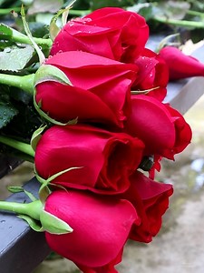 14K views · 4.7K reactions | Rose bouquets | Roses | Facebook