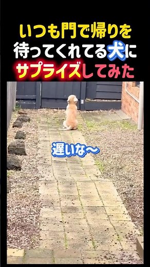 I decided to surprise the dog that’s always waiting for me at the gate when I get home.