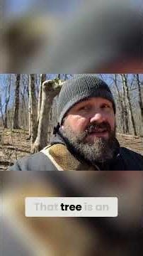 Old Native American Navigation Tree? Hear Me Out #shorts