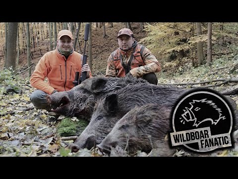 Drückjagd im Erzgebirge - *Hunt on Demand Free Episode* #Drückjagd #Drivenhunt