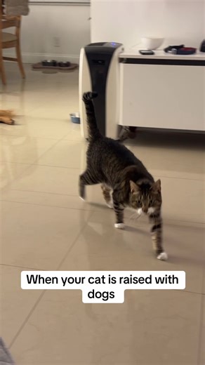 Fetch is his favorite game #cat #dog #catsraisedbydogs #fyp #fetch