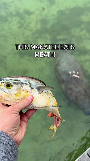 10K views · 17 reactions | This manatee EATS MEAT!!! What on earth?! | Youngpageviews | Facebook