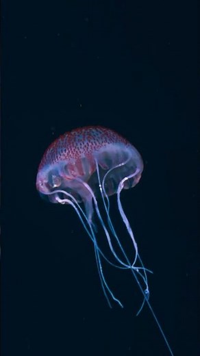 Jellyfish 😍 | OceanXplorers