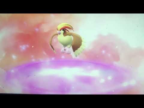 Pidgeotto Evolves Into Pidgeot On Let’s Go Pikachu/Eevee