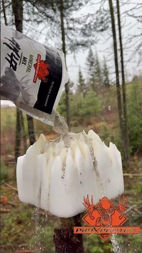 Les Salines 2026 pour l’orignal et le Chevreuil 🦌🫎 # #chasse #orignal #chevreuil #qc