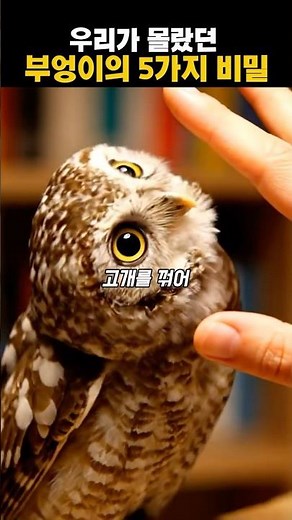 우리가 몰랐던 부엉이의 5가지 비밀