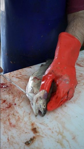 How a Professional Fish Seller Cuts and Prepares Fish Like a Chef