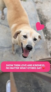 32K views · 693 reactions | Homeless dogs may not have the best life,...