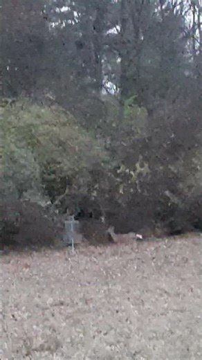 A deer in circle one