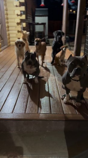 452K views · 10K reactions | Not once in my career as a dog trainer...