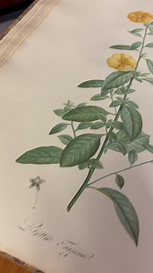 We loved viewing some of the rare books in our collection at the first day of the 2024 Bibliographical Society of Australia and New Zealand (BSANZ) Conference. They span centuries with the oldest presented yesterday being publishing around 1493. These books now tell a whole new story beyond the one inside. | National Library of Australia