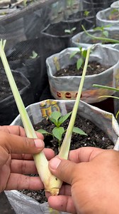 3.4M views · 13K reactions | Pelindung cabe merah besar | Bapak'x Naura | Facebook