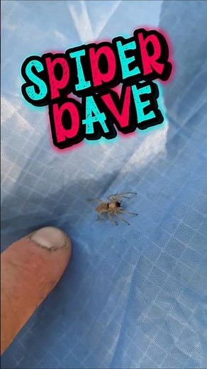 🕷️ spider dave crawls in zigzags all over the floor, never stopping 🔄😵 #spider #spiderdave #funny
