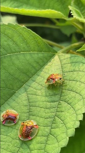 Unusual and rare types of ladybugs