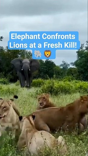 Elephant Confronts Lions at a Fresh Kill! 🐘🦁