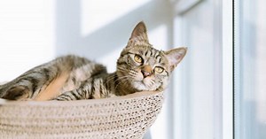 À quelle fréquence faut-il vermifuger son chat ?