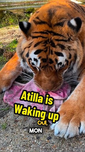 Lions & Tigers | Atilla is waking up after the anesthesia… #lion #tigers #france #cats | Instagram
