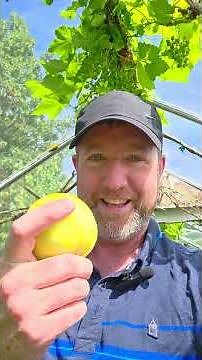 I Grew Crystal Apple Cucumbers… I Wasn't Ready for THIS! 🥒🤯
