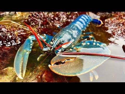Coastal Foraging and Rockpooling - Lobsters, Crabs and Sea Creatures with cookup | The Fish Locker