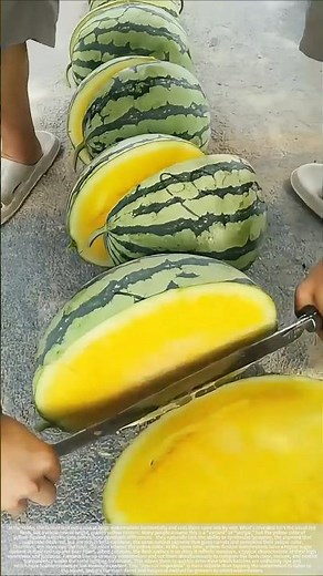What are the essential differences between yellow-fleshed and red-fleshed watermelons?