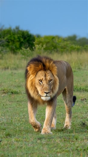 Dark-maned lion dominates and wins hearts of lionesses
