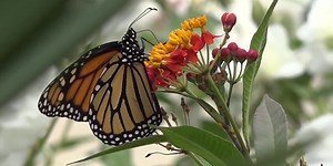 It’s World Pollinator Week