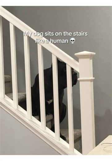 He wants us to go upstairs 💀 #raisingbane #bigdogs #banethedog | dog