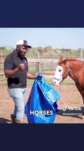 Steady Horse on TikTok