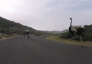 166K views · 3.6K reactions | Watching a giant bird chase a bike is very reminiscent of a Road Runner cartoon :P Via: ViralHog | Street FX Motorsport & Graphics | Facebook