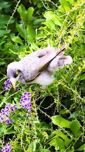 16 reactions | Noisy Miner (Manorina melanocephala): The Noisy Miner...