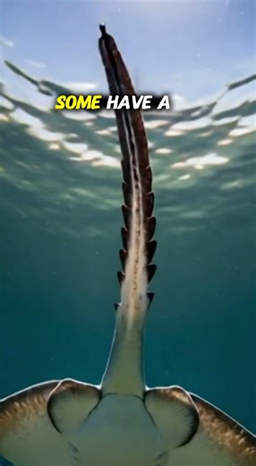 5 Facts About Stingrays You Didn’t Know #animalfacts #wildlife #venomouscreatures