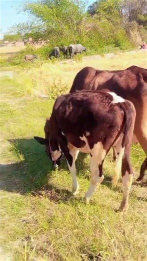 #trendingvideo अपनी राधा