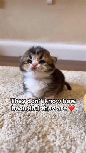 Pawsome Videos on Instagram: "Aren’t they so beautiful? ❤️ Cats vary in size based on breed and weight. Miniature cats, like the Singapura, weigh 2–5 pounds and are known for their tiny frames. Small cats, such as the Devon Rex, range from 5–8 pounds with slim, agile bodies. Medium-sized cats, like the Siamese and Domestic Shorthair, weigh 8–12 pounds and are the most common size. Large cats, including Maine Coons and Ragdolls, weigh 12–16 pounds and are known for their fluffy coats and gentle n