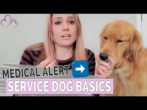 Medical Alert Service Dog 101 // The Basics