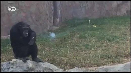 Macaco fumante chama a atenção em zoológico do regime norte-coreano | DW Brasil