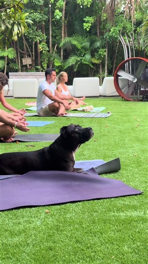 Немного йоги для собак и людей )