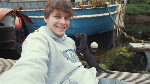 Wild Mink up close Stock Footage