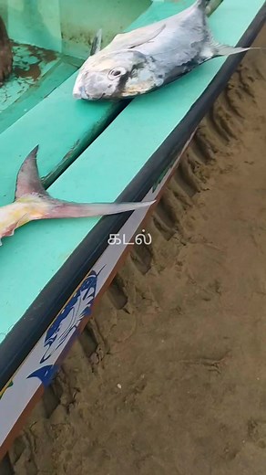 11K views · 158 reactions | Fresh fish selling from kovalam beach #fishinglife | கடல் | Facebook