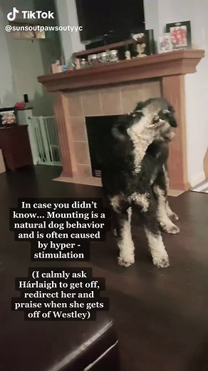 Understanding Dog Mounting Behavior: Reasons and Training Techniques