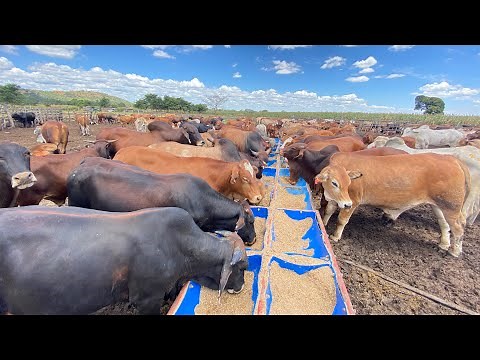 How to be profitable in livestock farming?