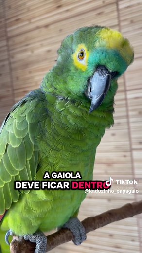 Cuidados essenciais ao trazer um papagaio para casa