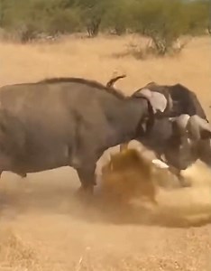 Buffalo and Elephant angry Lion | Earth Cam