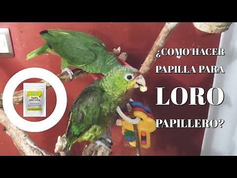 How to make porridge for your baby parrot.