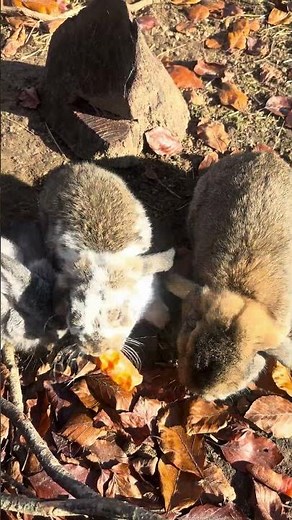 bunnies chasing each other across the yard! 🏃‍♂️🐇