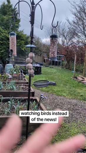 love watching the birds in the garden! #bird #gardenbird #nature #garden #grounding